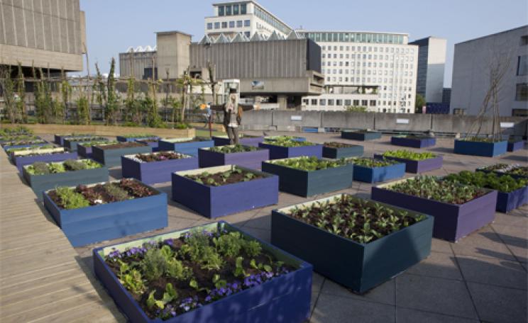 Southbank Centre's rooftop garden