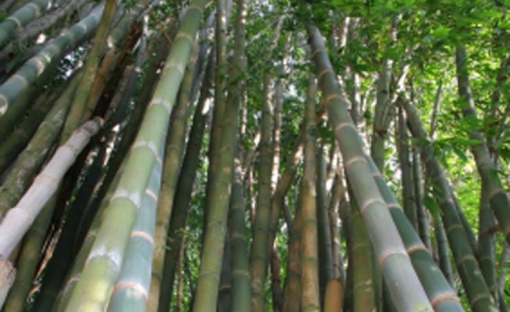 Bamboo