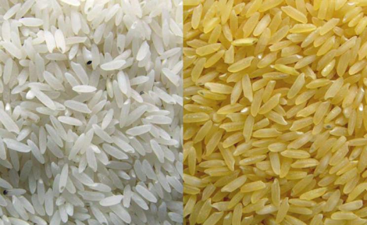 Golden rice