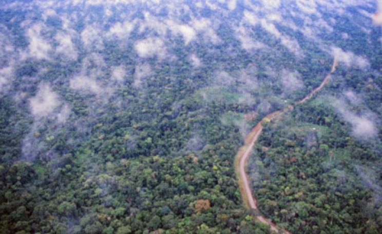 Ecuador rainforest