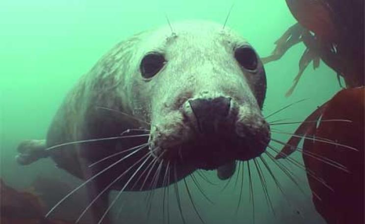 Seal Protection Action Group