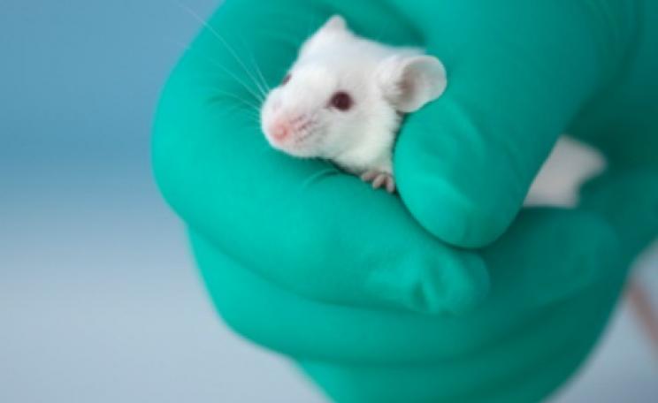 TAKE ACTION to end animal testing on cosmetics