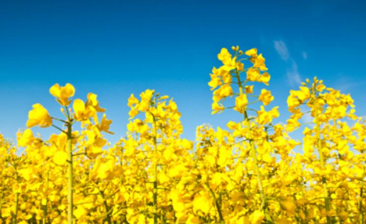 How green are vegetable and rapeseed oils?