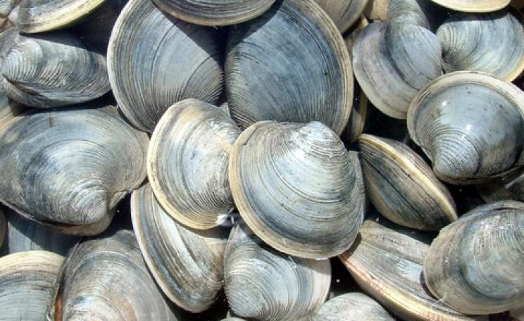 clams