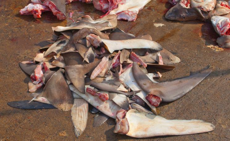 shark fins