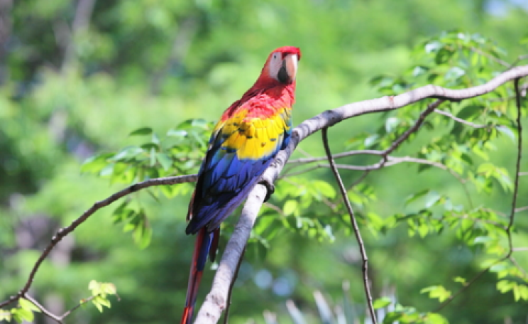 Scarlet Macaw