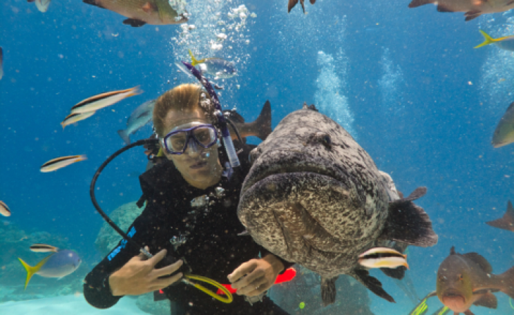 A scuba diving tourist feeds a giant potato cod in the Great Barrier Reef. Photo: Pete Niesen / Shutterstock.com.