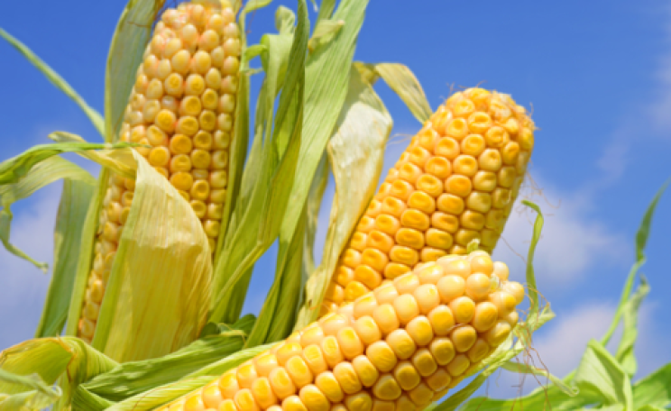 The Séralini study found that GM corn caused tumors in rats. Photo: smereka / Shutterstock.com
