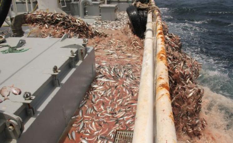 Sardine discards from the Adrar in Western Sahara's territorial waters. Photo: Western Sahara Resource Watch.
