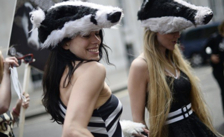 Dancing on Paterson's political grave: Badgers' Revenge. Via worldduh.com.