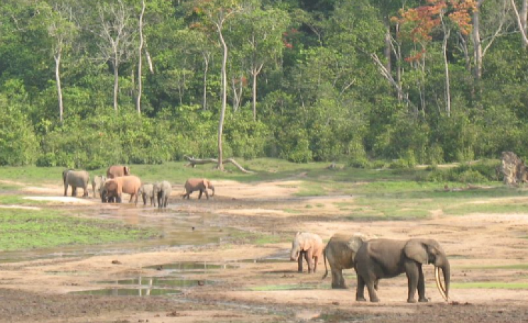 Elephants at Sangha-Mbaéré, Central African Republic. Photo: Nicolas Rost via Flickr.com.