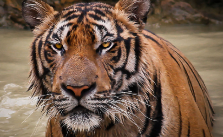 Tiger. Photo:  @Doug88888 via Flickr.com.