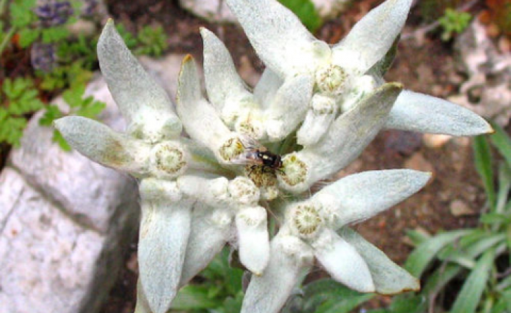 Edelweiss (Leontopodium alpinum). Photo: Paolo via Flickr.com.