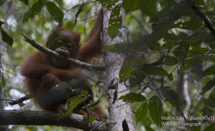Young orangutan in the Sabangau Forest. Photo: Matt Adam Williams / OuTrop
