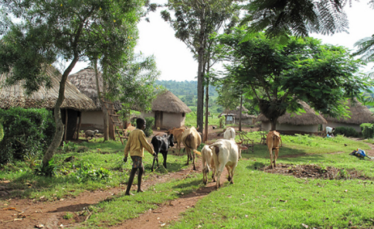 Typical mixed crop-livestock farming of western Kenya, outside the border town of Busia where smallholders mix crop growing with livestock raising. Photo: ILRI / Pye-Smith.