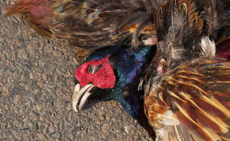 Why did the pheasant cross the road? Photo: johndal via Flickr.com.