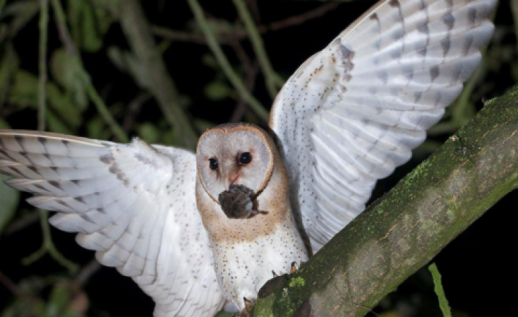 A British barn owl in the wild. Photo: Barn Owl Trust.