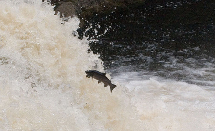 Salmon leaping at the Falls of Shinn, Scotland. Salmon need to be in good condition to return to their up-river spawning grounds. Photo: Gary Henderson via Flickr.com.