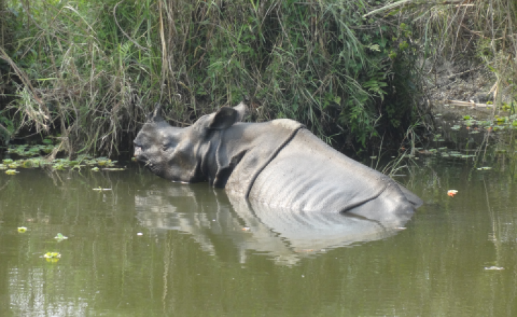A one-horned rhino in Chitwan National Park. Photo: ALERT-conservation.org.