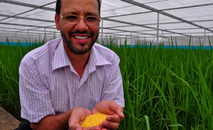 Golden Rice grain being held by Dr Parminder Virk in 'screenhouse' of Golden Rice plants. Photo: IRRI Photos via Flickr.com.