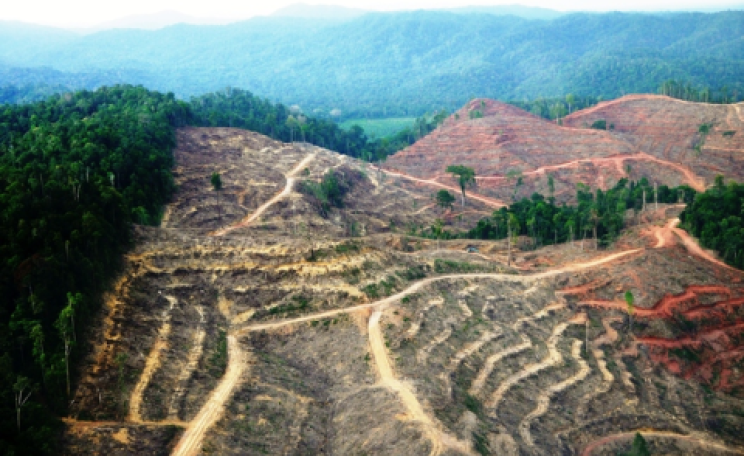 Rainforest in Sumatra - cleared for an APRIL palm oil plantation. Photo: Bill Lawrance.