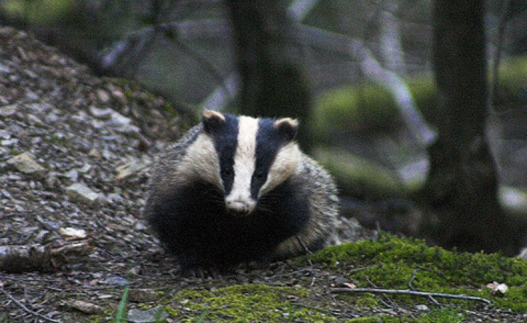 A Devon badger in the wild. Photo: Jon Bowen via Flickr.com.