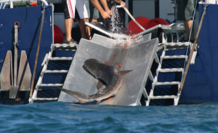 An under-size tiger shark is released, bleeding. Photo: Andy Corbe.