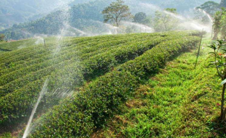 Tea-growing can require large volumes of scarce water - one of many challenges facing growers. Photo: Forum for the Future.