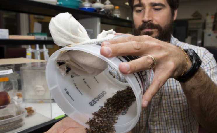 Daniel Hahn with his sexually invigorated but sterile male flies.
