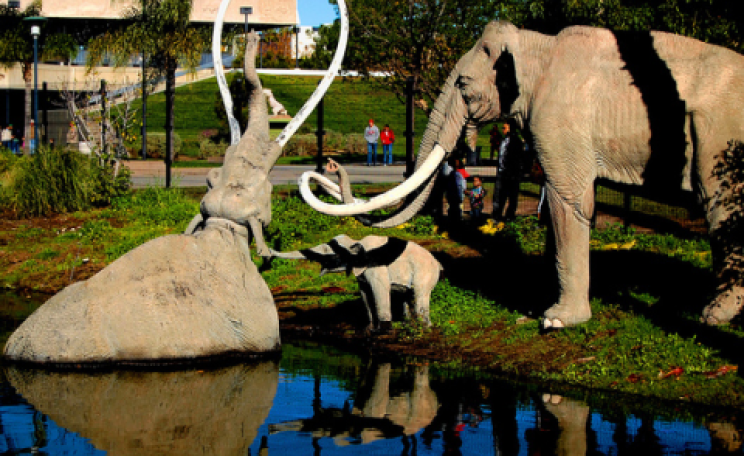 A family of Columbian Mammoths at the La Brea Tarpits Zoo (Pliocene section). Photo: Steve Rawley via Flickr.com.