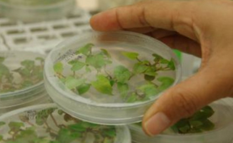IITA scientist ensuring the genetic integrity of plants in the gene bank. Photo: IITA via Flickr.com.