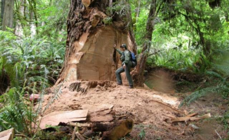 Disturbing evidence of an 8x10-foot section of 'poached' burl-wood. Photo: US National Park Service.
