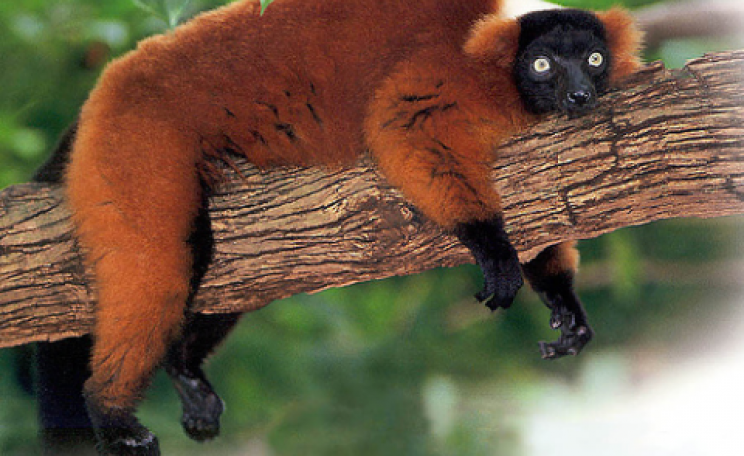 An endangered Red ruffed lemur (Varecia variegata ruber) in Madagascar. Photo: Ronald McGuire via Flickr.com.