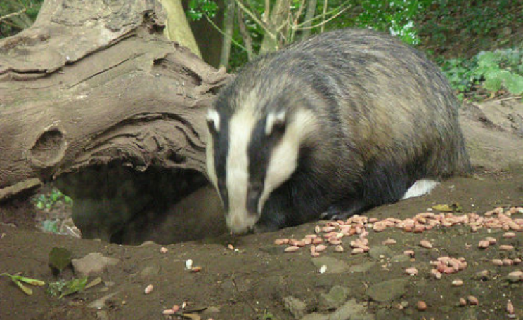 Badgers love peanuts - a fact exploited by badger cullers, but not on this occasion. Photo: Natalie Downe via Flickr.com.