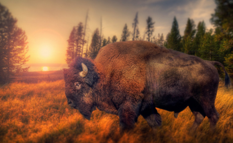 A Yellowstone bison roaming the wilderness. Photo: Captain Kimo via Flickr.com.
