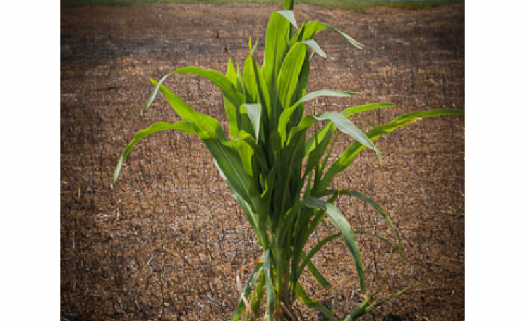 Roundup-Ready corn in a Roundup-bombed landscape, near Adrian, Minnesota. Photo: Matthew Traucht via Flickr.com.