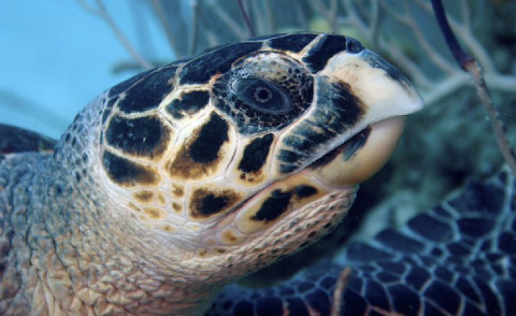 A Hornbill turtle photographed at Grant Turk Island, TCI. Photo: Ron Brugger via Flickr.com.