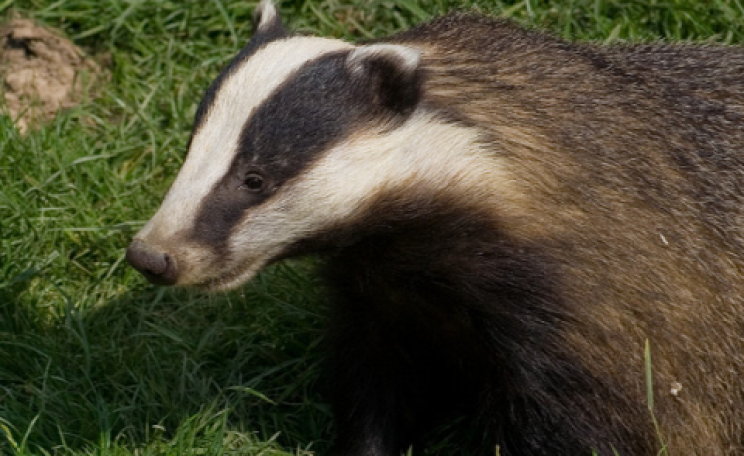 An English badger. Photo: Fred Dawson via Flickr.com.