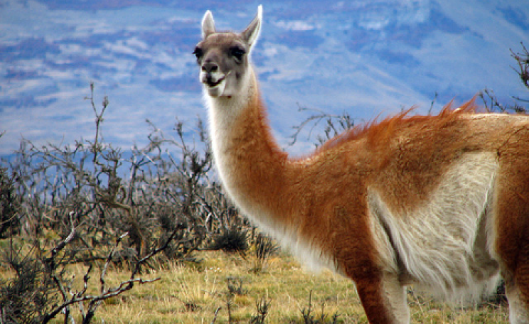 Guanaco in Chile's Torres del Payne National Park. Photo: Fernando Venegas Traba via Flickr.com.