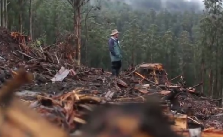 A clear-felled area of Mountain Ash, with David Lindenmayer.
