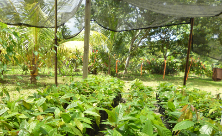 Cacao seedlings in the nursery - raised in biochar-enriched soil. Photo: Carbon Gold.