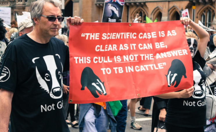 Paterson should have listened! Badger Cull Protest outside Parliament, June 8, 2013. Photo: David Clare via Flickr.com.