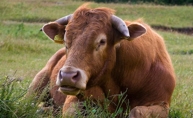 Contented cow at Three Cliffs Bay, Penmaen (near Swansea), South Wales. Photo: Mélanie via Flickr.com.