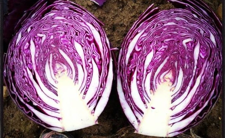 It's not just whether it's organic - it's also what it is. Organic red cabbage from Sandy Lane Farm, Oxfordshire, England.