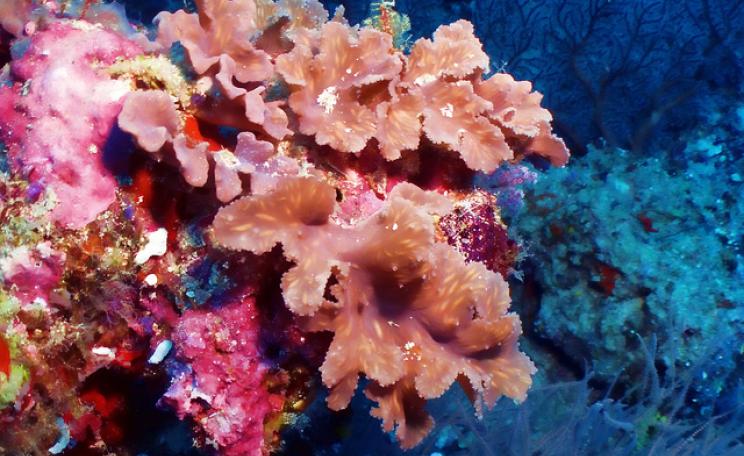 Coral and the atolls it builds are more dynamic and adaptable than we knew. Photo: Smoothed out Brassy Leather Coral by Neville Wootton by Flickr.com.