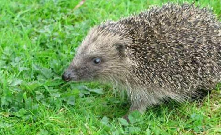 Hedgehog. Photo: Hugh Warwick.