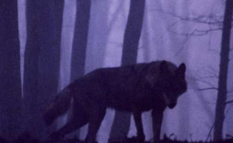 A wolf in the Transylvanian forest at dusk. Photo: Istvan Kerekes / AFIAP.