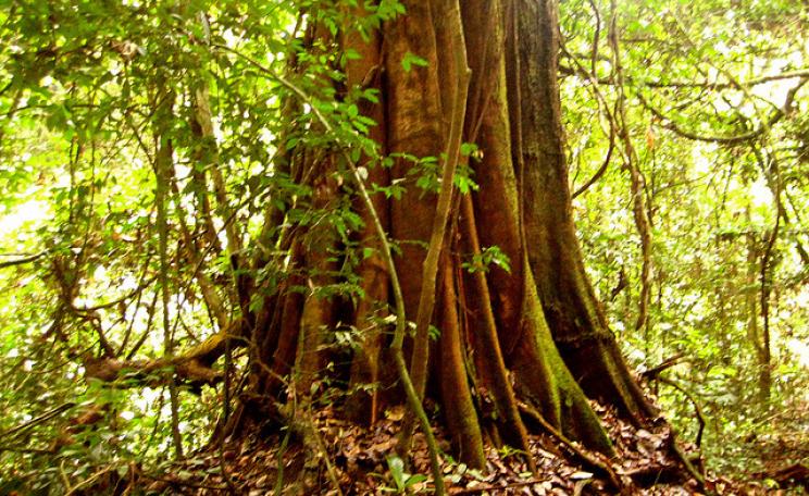 A giant tree of the Congo basin rainforest. Photo: Corinne Staley via Flickr.com.