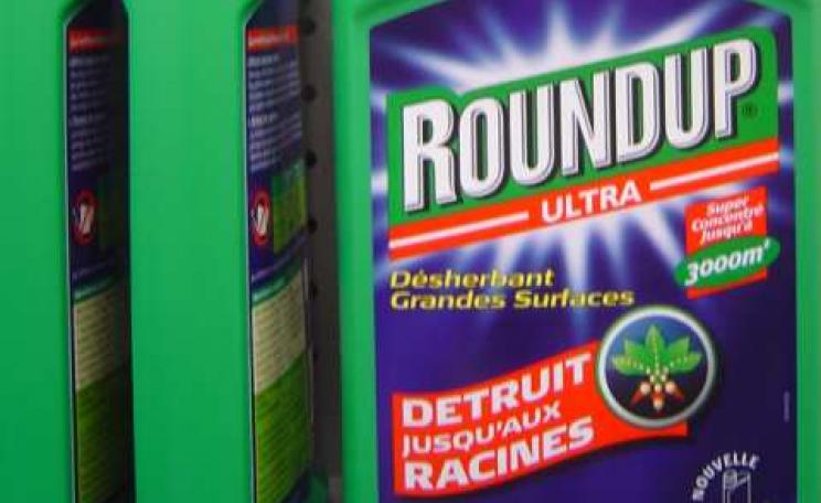 Roundup Ultra destroys down to the roots. That's not to mention what glyphosate, the main active ingredient of Roundup, does to our health. Photo: David Reverchon via Flickr.com
