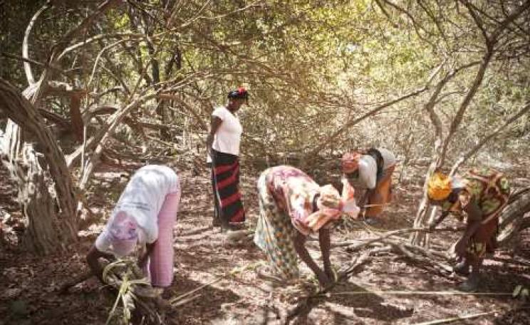 Koudioube village women working in the forest. Photo: Jason Florio / Concern Universal.